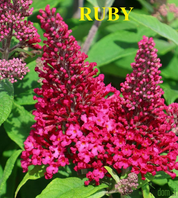 Ljetni jorgovan (Buddleja davidii)