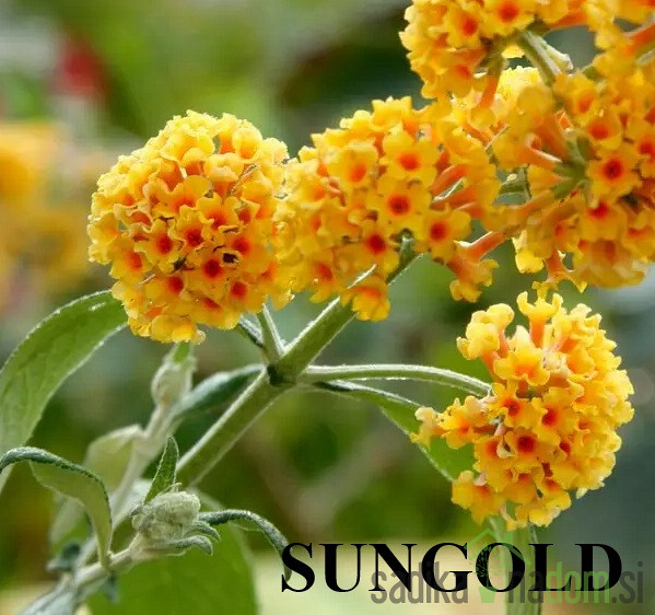 Ljetni jorgovan (Buddleja davidii)