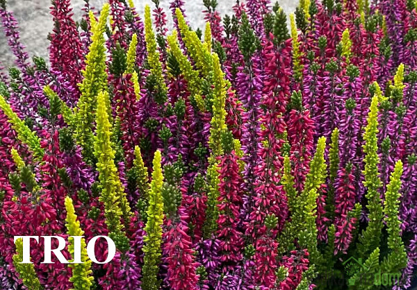 Vrijesak Garden Girls (Calluna Vulgaris)