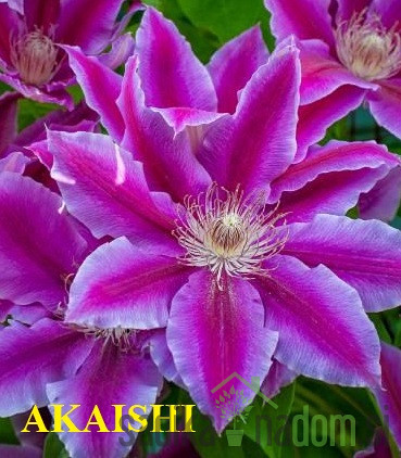 Pavitina (clematis)