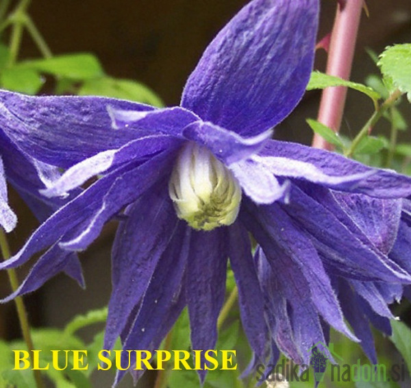 Pavitina (clematis)