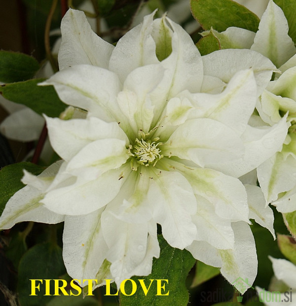 Pavitina (clematis)
