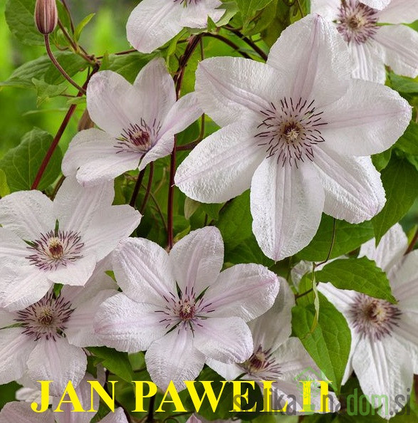 Pavitina (clematis)