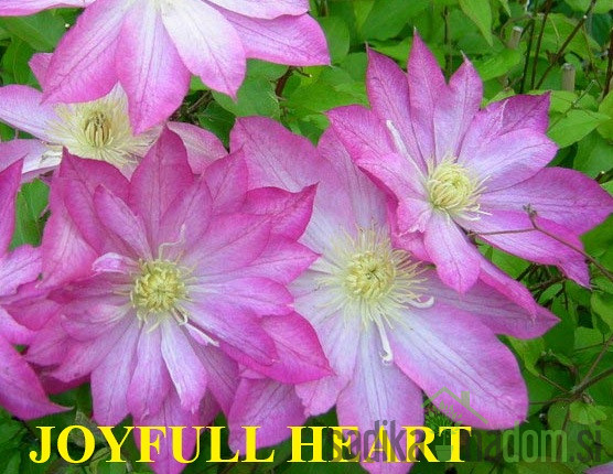 Pavitina (clematis)