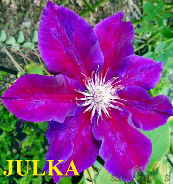 Pavitina (clematis)