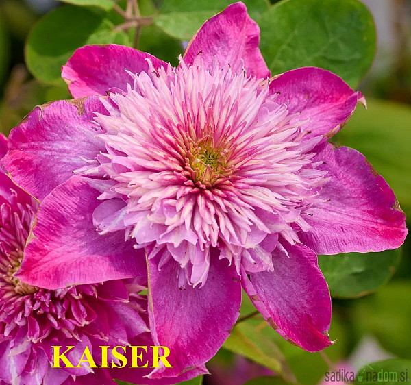 Pavitina (clematis)
