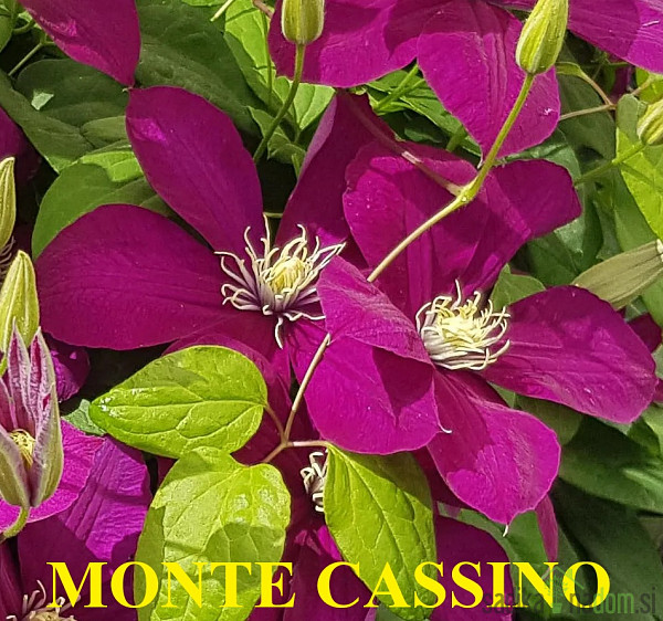 Pavitina (clematis)