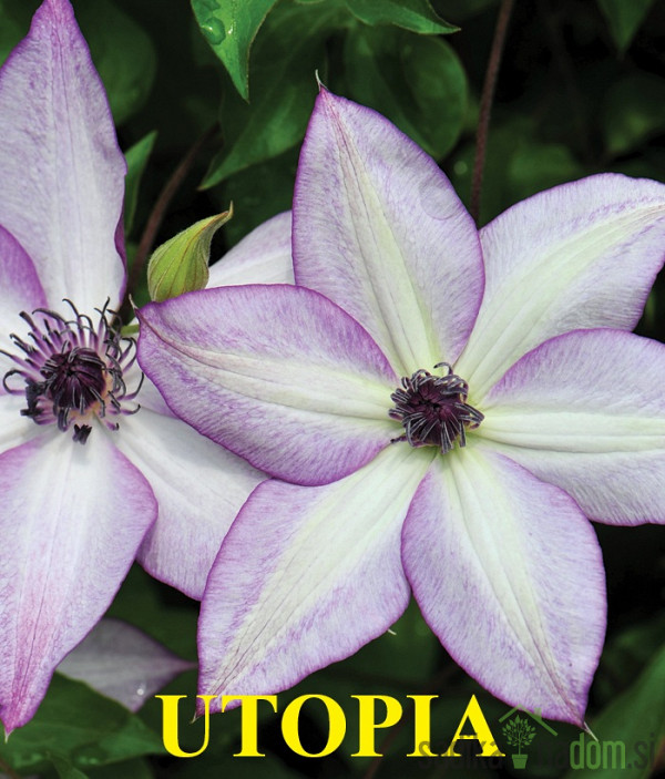 Pavitina (clematis)