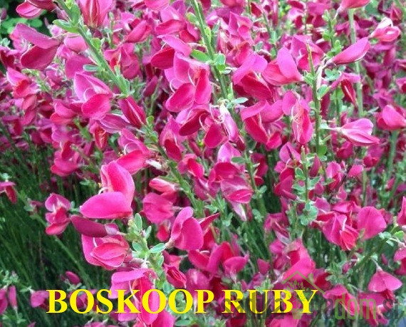 Zečjak žut (Cytisus scoparius)