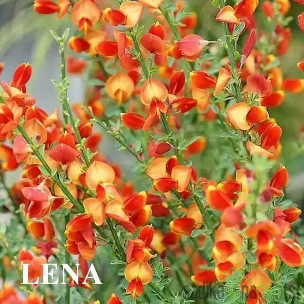 Zečjak žut (Cytisus scoparius)