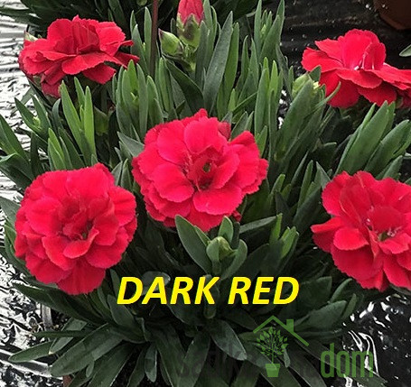 Karanfil Dianthus Pink Kisses