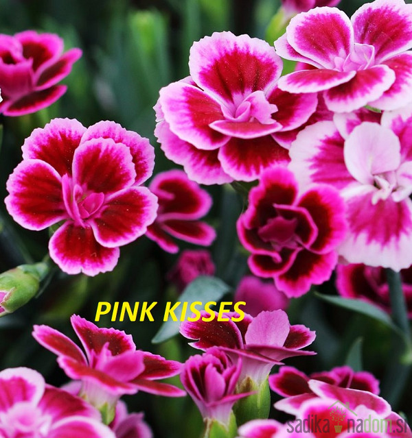 Karanfil Dianthus Pink Kisses