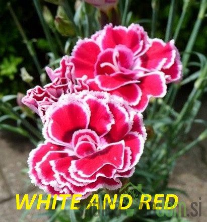 Karanfil Dianthus Pink Kisses