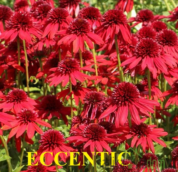 Ehinacea