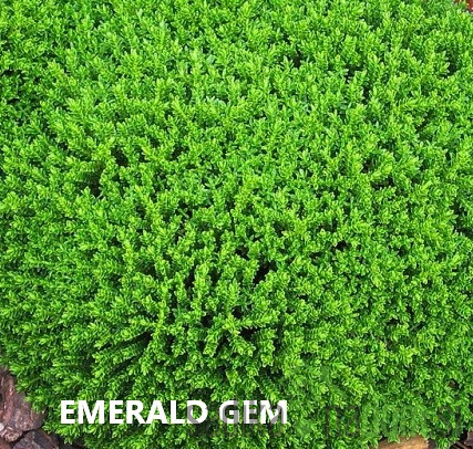 Heba / Grmasti jetičnik Green Globe (Hebe)