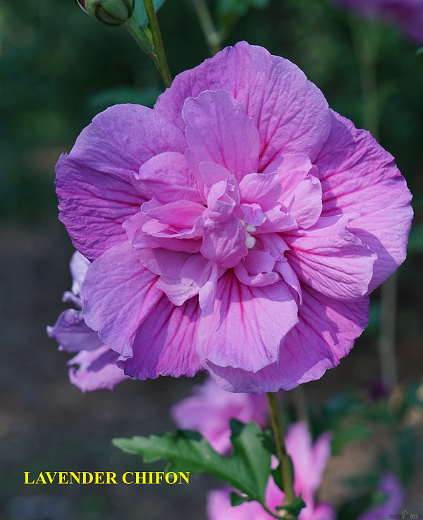 Hibiskus (Hibiscus syriacus)