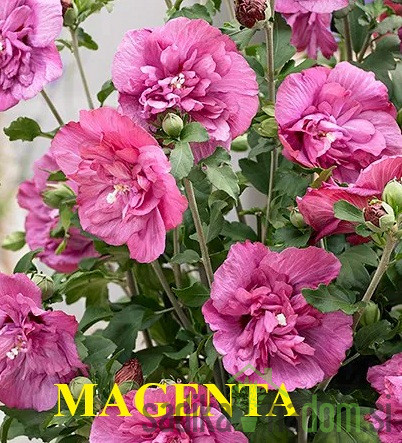Hibiskus (Hibiscus syriacus)