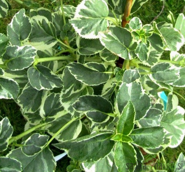 Hortenzija penjačica (Hydrangea anomala subsp. petiolaris)