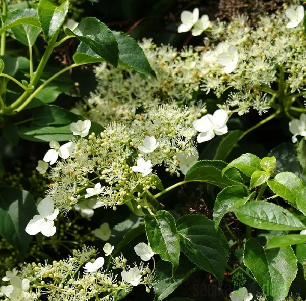 Hortenzija penjačica (Hydrangea anomala subsp. petiolaris)