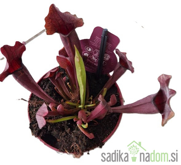 Mesožderka (Sarracenia species)
