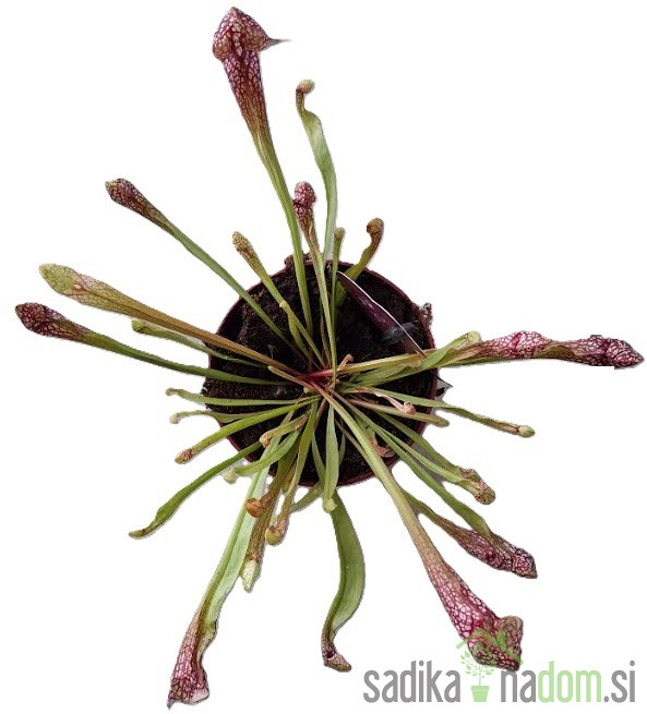 Mesožderka (Sarracenia species)