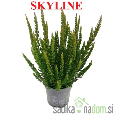 Vrijesak Garden Girls (Calluna Vulgaris)