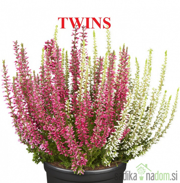 Vrijesak Garden Girls (Calluna Vulgaris)