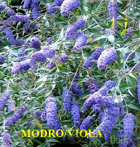 Ljetni jorgovan (Buddleja davidii)
