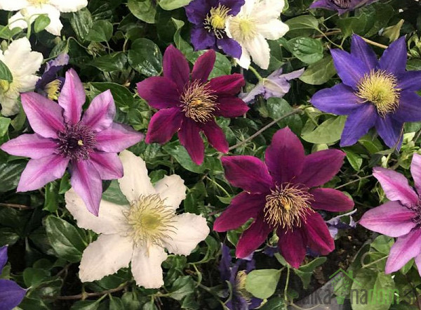 Pavitina (clematis)
