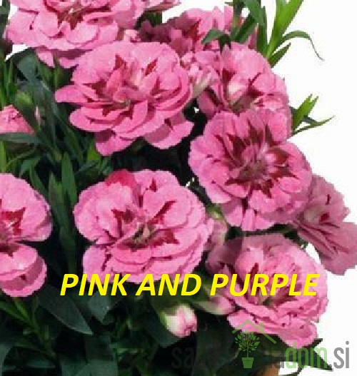 Karanfil Dianthus Pink Kisses