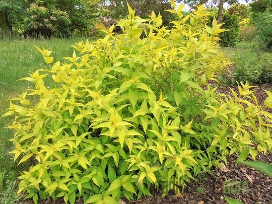 Orlovi nokti (Diervilla rivularis)