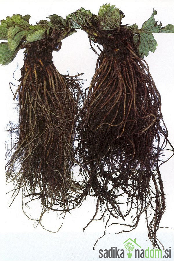 Jagoda jednorodna Elsanta - JEDNORODNA