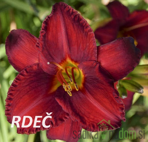Ljiljan (hemerocallis)