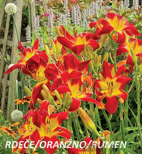 Ljiljan (hemerocallis)