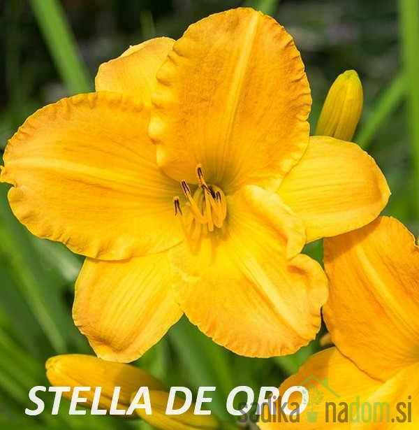Ljiljan (hemerocallis)