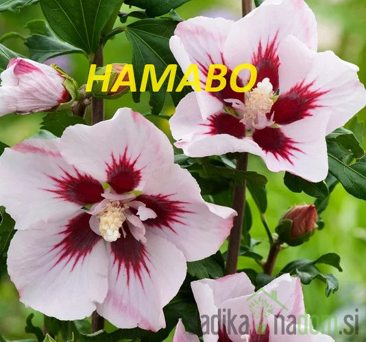 Hibiskus (Hibiscus syriacus)