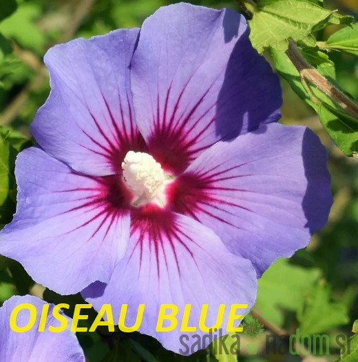 Hibiskus (Hibiscus syriacus)
