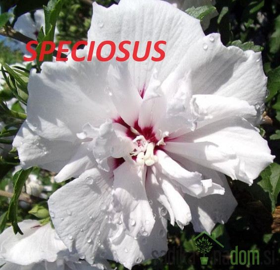 Hibiskus (Hibiscus syriacus)