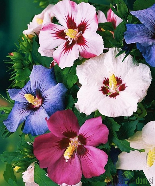 Hibiskus (Hibiscus syriacus)