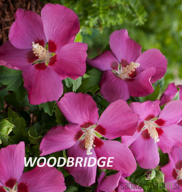 Hibiskus (Hibiscus syriacus)