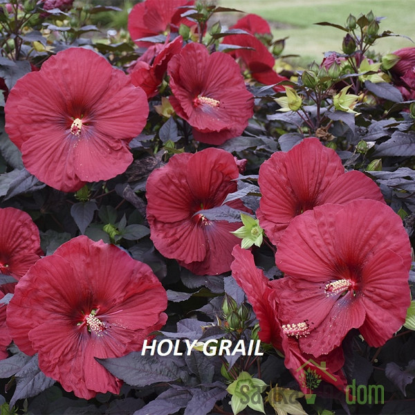 Hibiskus Luna (Hibiscus moscheutos)