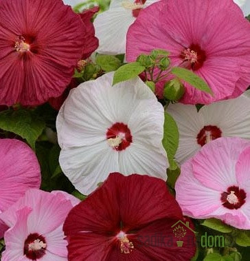 Hibiskus Luna (Hibiscus moscheutos)