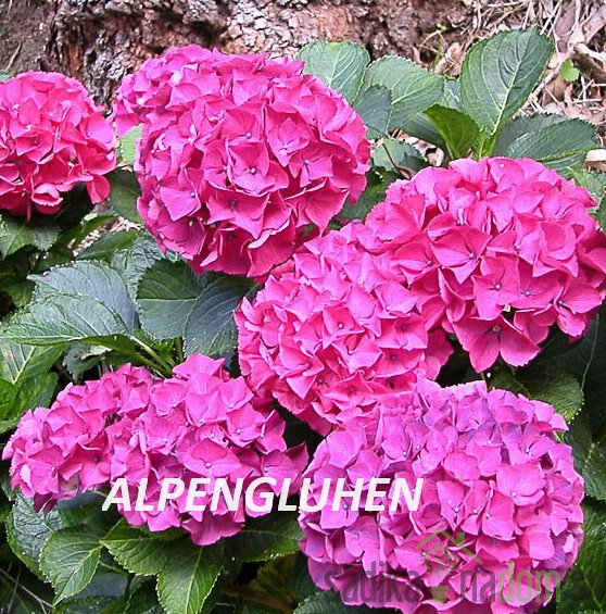 Vrtna hortenzija Pink Ball (Hydrangea macrophylla)