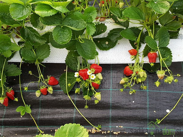 Jagoda višerodna Murano - OPĆENITO OTPORNA