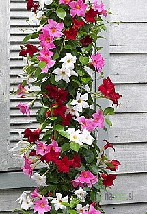 Dipladenija (Mandevilla sp.)