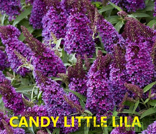Ljetni jorgovan Royal Red (Buddleja davidii)