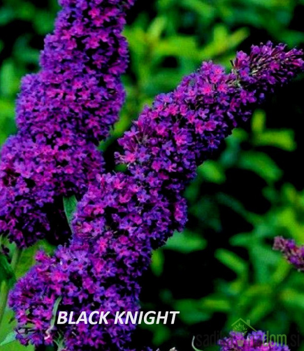 Ljetni jorgovan Royal Red (Buddleja davidii)