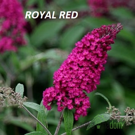 Ljetni jorgovan Royal Red (Buddleja davidii)