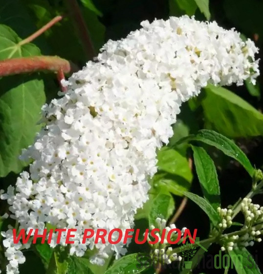 Ljetni jorgovan Royal Red (Buddleja davidii)