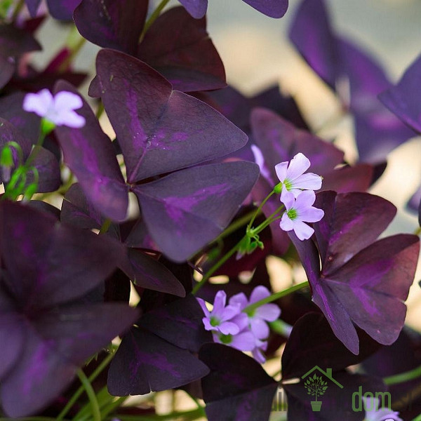 Ukrasna detelina (Oxalis sp.)